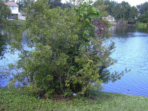 The branching growth of Myrica cerifera.