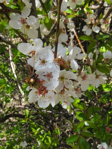 Flowers of Prunus armeniaca.