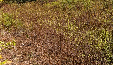 The branching growth of Myrica gale.