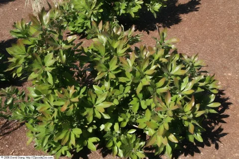 Morella caroliniensis cultivar 'Robbie Green'.