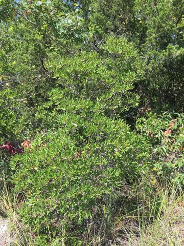 The branching growth of Myrica pensylvanica.