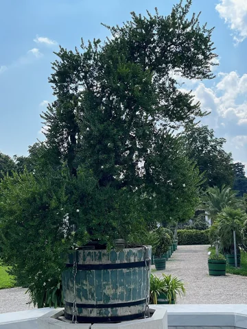 A Myrtus communis tree.