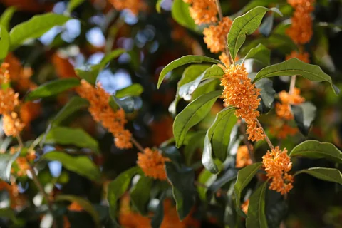 Orange flowers of Osmanthus fragrans.