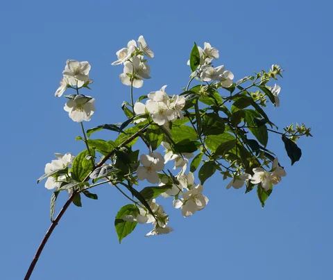 Flowers of Philadelphus coronarius.