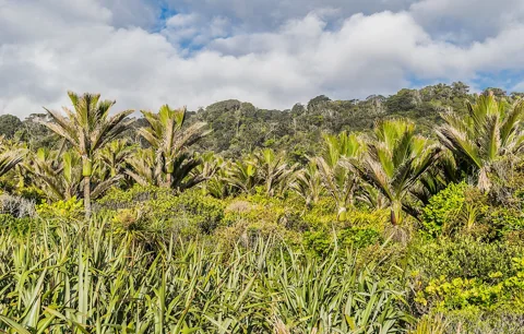 Phormium tenax foliage in the foreground of a New Zealand coastal landscape.