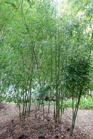 The growth habit of Phyllostachys aureosulcata.