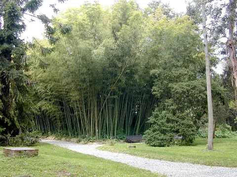 The growth habit of Phyllostachys edulis.