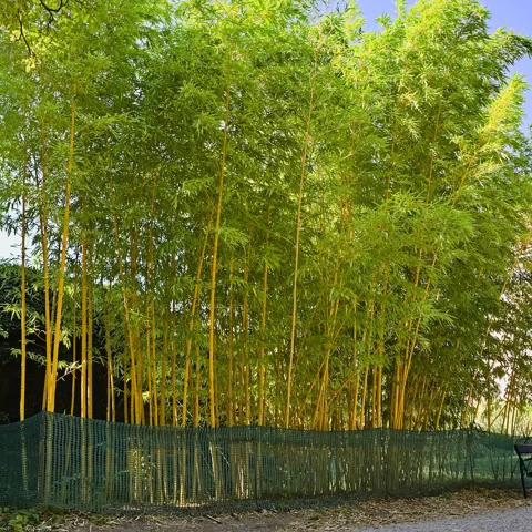 A stand of Phyllostachys vivax f. aureocaulis with yellow culms.