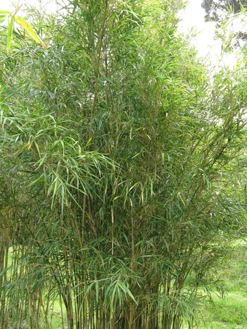 The growth habit of Pseudosasa hindsii.