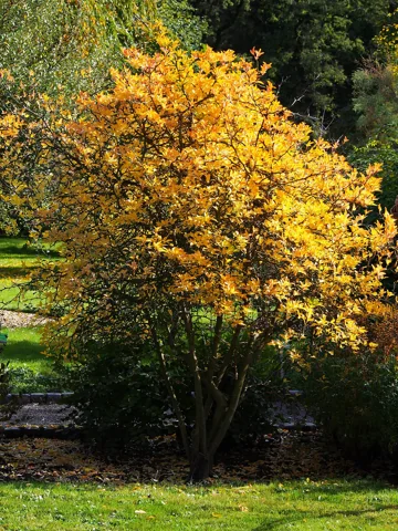 Autumn foliage of Citrus trifoliata.
