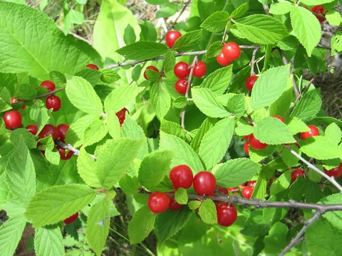 A fruiting Prunus tomentosa plant.