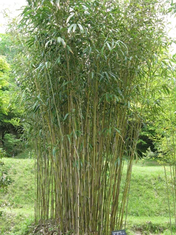 The growth habit of Pseudosasa japonica.