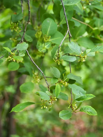 Flowers of Frangula alnus.