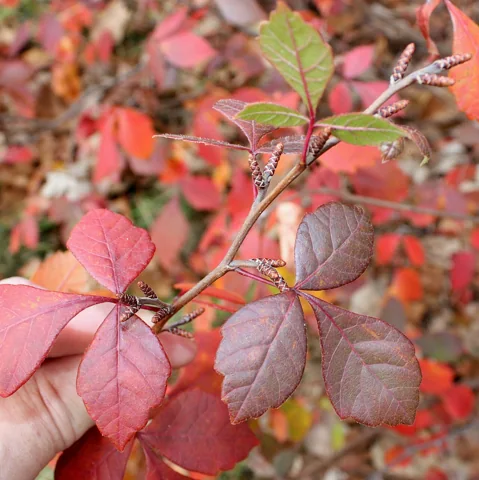 Autumn foliage of Rhus aromatica.