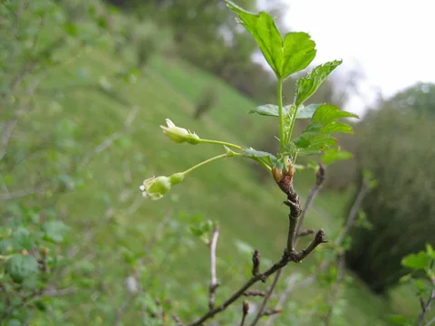 Flowers of Ribes cynosbati.