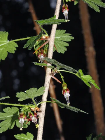 Ribes divaricatum in flower.