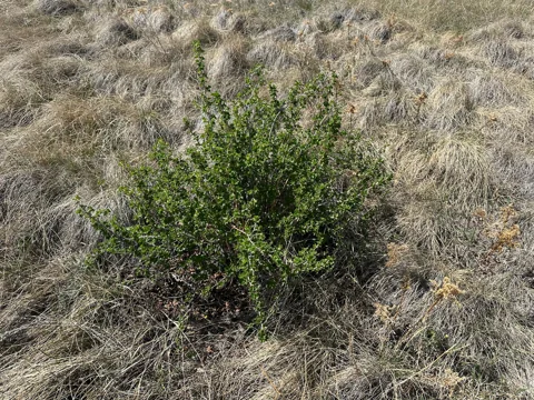 A low Ribes oxyacanthoides shrub growing in grass.