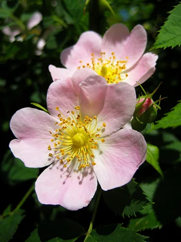 Flowers of Rosa canina.