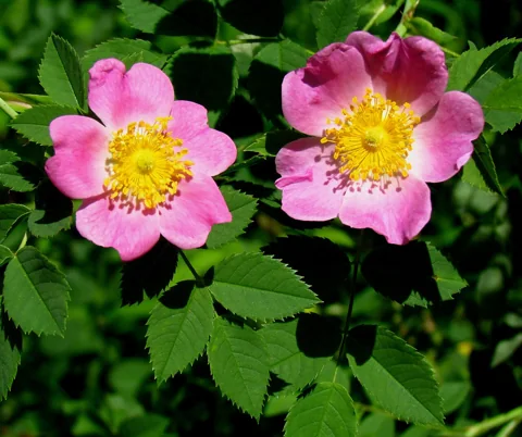 Flowers of Rosa carolina.