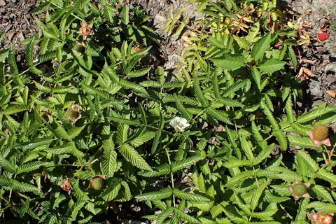 Rubus illecebrosus growing as a low patch with leafy shoots, flowers and fruit.