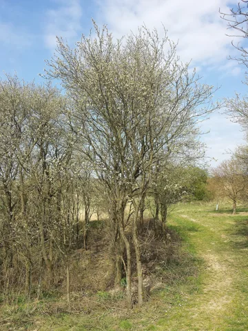 Prunus domestica growing as a group of woody stems at the edge of shrubbery.