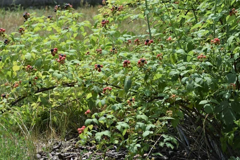 A fruiting Rubus occidentalis plant.