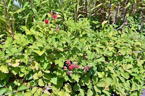 A fruiting Rubus parvifolius plant.