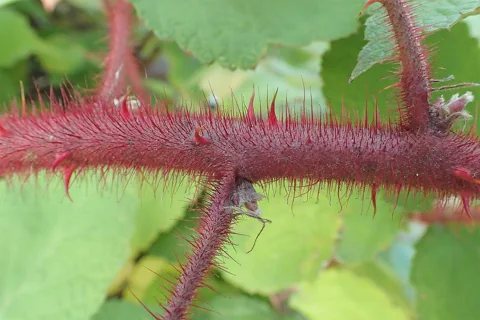 Stems of Rubus phoenicolasius.