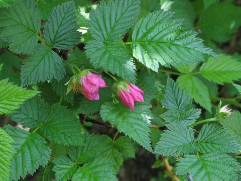 Flowers of Rubus spectabilis.