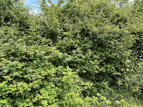 Rubus ulmifolius growing in a mixed hedge.