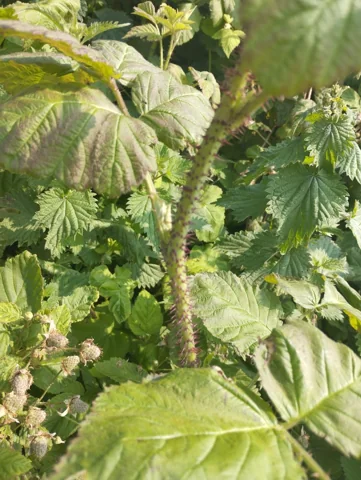 Leafy canes of Rubus × loganobaccus.