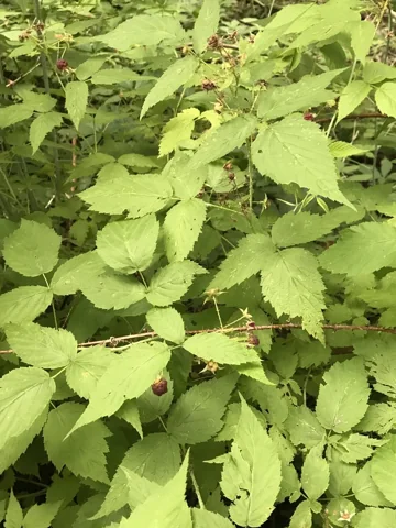 Leafy Rubus × neglectus canes bearing ripening berries.