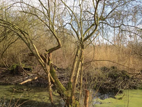 The leafless branches of Salix cinerea.
