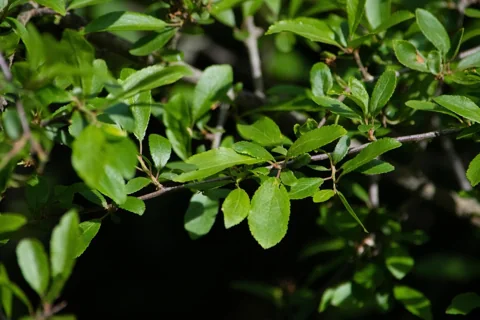 Leafy branches of Prunus insititia.