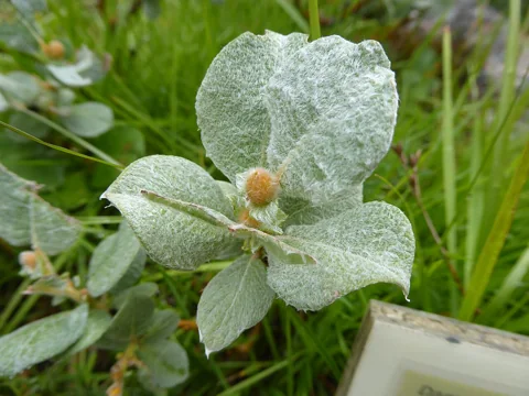 Leaves of Salix lanata.