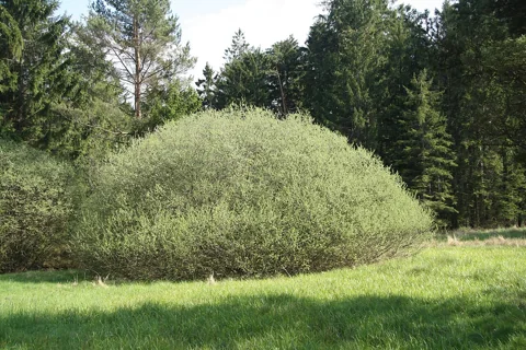 The branching growth of Salix rosmarinifolia.