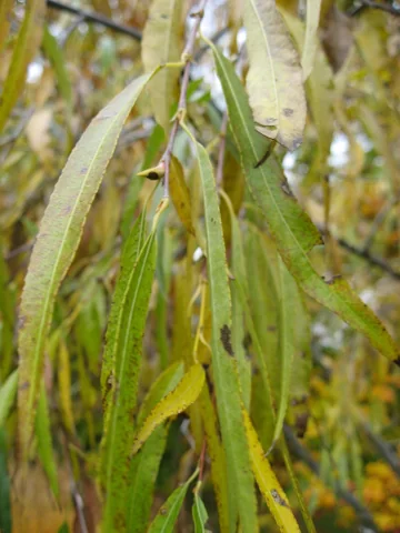 Leaves of Salix udensis 'Sekka'.