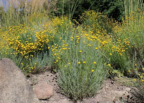 Santolina rosmarinifolia in flower.