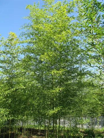The growth habit of Semiarundinaria fastuosa.