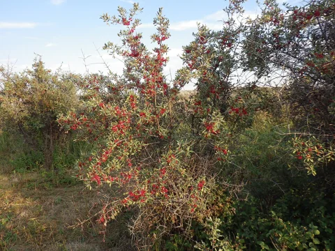A fruiting Shepherdia argentea plant.