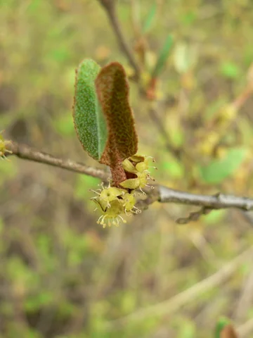 Male flowers of Shepherdia canadensis.