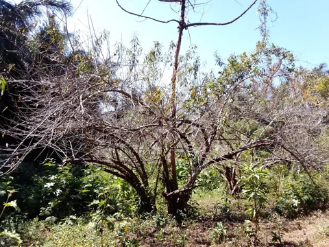 A Prunus persica tree.