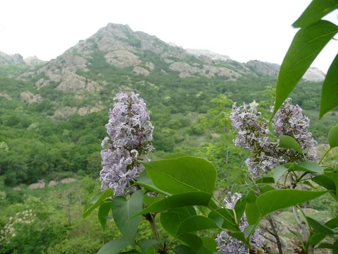 Syringa vulgaris in flower.