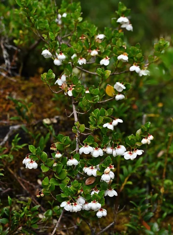 Flowers of Ugni molinae.