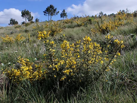 Ulex europaeus in flower.