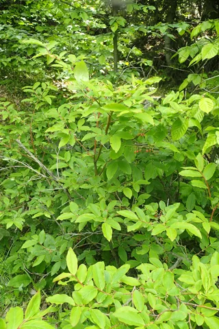 The branching growth of Vaccinium arctostaphylos.