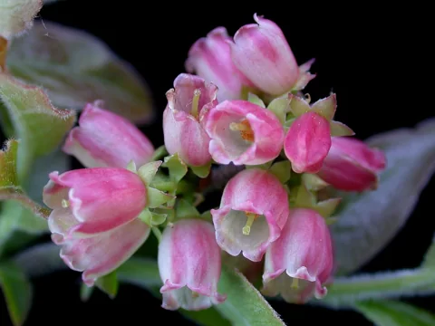 Flowers of Vaccinium myrtilloides.