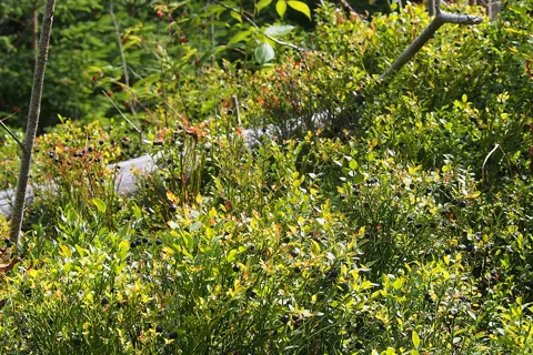 The growth habit of Vaccinium myrtillus.