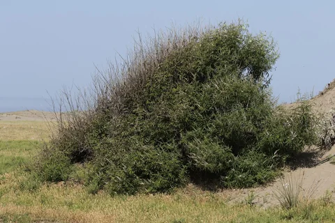 The branching growth of Vitex agnus-castus.