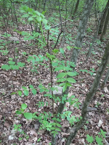 The branching growth of Zanthoxylum americanum.
